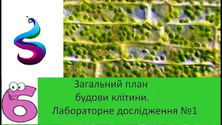 Загальний план будови клітини. Клітинна мембрана.Лабораторне дослідження №1