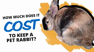 The True Cost Of Keeping Pet Rabbits