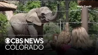 Attorneys for elephants at Cheyenne Mountain Zoo appeal lawsuit advocating for their civil rights