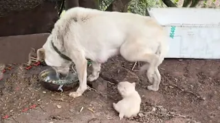 Due to depression, she did not let her child drink milk and accidentally injured her baby