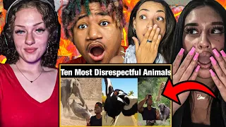 OUR FIRST TIME WATCHING!! Top 10 Animals with Black Air Force Energy ( Casual Geographic)
