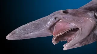 Акула Гоблин / Shark Goblin