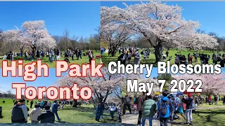 High Park Cherry Blossoms  Toronto #buhay Canada 🇨🇦