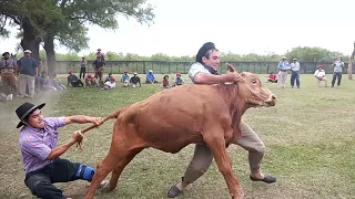 La Trancada de Terneros #campero #jineteadas #caballos #camperotv #rodeo #rural