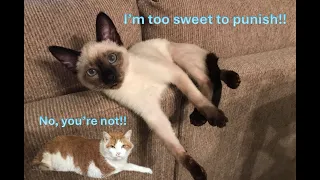 Siamese Kitten has no Respect for Elders