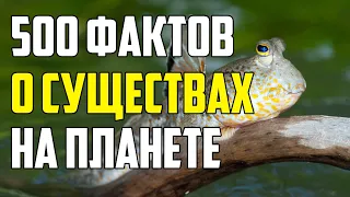 500 ИНТЕРЕСНЫХ ФАКТОВ О СУЩЕСТВАХ, КОТОРЫХ МЫ БОИМСЯ