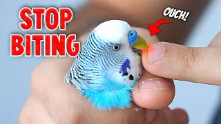 3 Ways to Stop Your Bird from Biting