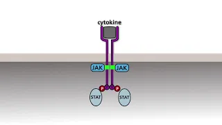 The JAK/STAT pathway