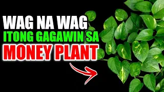 HUWAG NA HUWAG ITONG GAGAWIN SA HALAMANG MONEY PLANT O POTHOS