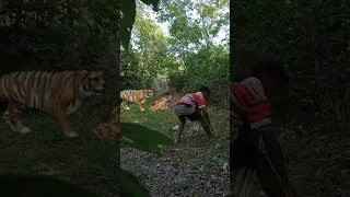 Tiger Attack Viral video 🔥 jungle Tiger Attack man🐅