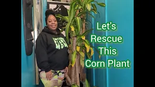 Let's rescue this corn plant from soil to leca.