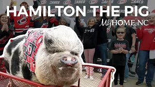 How This Pig Became the Carolina Hurricane's Unofficial Mascot