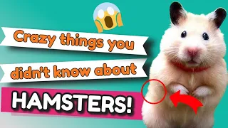 7 Surprising Facts About Hamsters - Some You May Not Know!