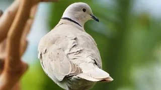 Birdwatching: Eurasian Collared Dove Call - Bird Sounds - 4K Video Ultra HD