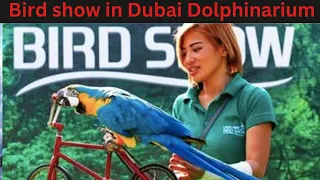 Bird show in Dolphinarium Dubai | How to get discount in Bird Show Dubai | Creek Park Bird show 4K