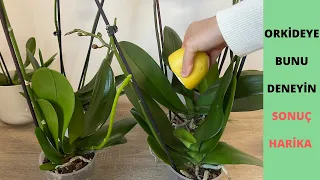 Do this to the orchid, it will bloom abundantly, it will produce lively hard leaves and healthy root