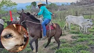 CAVALO RECÉM DOMADO NA LIDA😰 BEZERRA CEGA