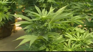 Baldwin County, Georgia to get new medical marijuana facility on Central State Hospital campus