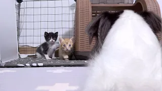 Kittens Encounter Big Dog on the Way to go Potty