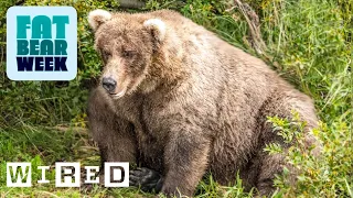 Fat Bear = Good Bear | WIRED