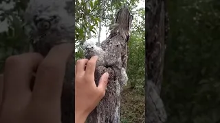 This is a South American potoo bird, which can camouflage itself as a branch.