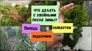 Что делать с хвойными после зимы? Помощь, обработки, подкормки.