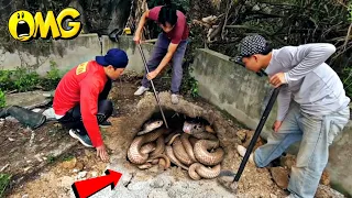 Brave Expert Catch 100 Black Cobras By Detector