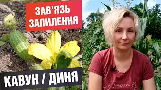 Догляд за кавунами / динями на етапі формування плодів. Зав'язь на баштані.