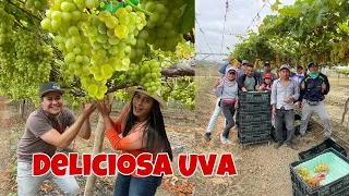 INCREÍBLE COSECHA DE UVA 🍇 (SANTA ELENA) / Josue y elie