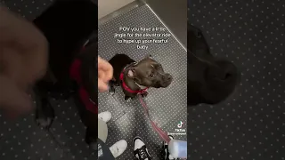 She's So Brave (Dog Elevator Song)