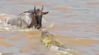 Underwater Ambush from Crocodile