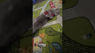 Котики муркотики.шотландская кошка