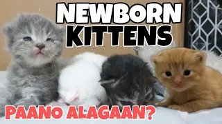 PAANO MAG ALAGA NG BAGONG PANGANAK NA PUSA | HOW TO TAKE CARE NEWBORN KITTENS