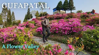 উফ্ মিরিকের মধ্যেই যেন এক টুকরো স্বর্গ | Indo Nepal Flower Valley |