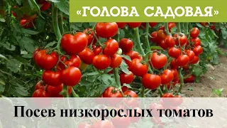 Голова садовая - Посев низкорослых томатов