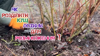 Як розділити кущ лохини для розмноження?