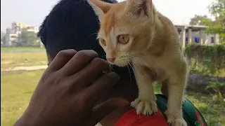 Cat On Boy's Shoulder