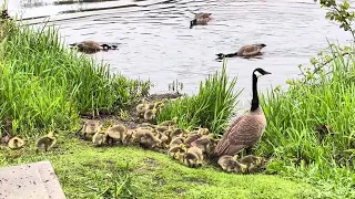 The baby goose daycare