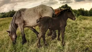 🌺КРАСА ПЕЧЕНІЖИНА,БЕЛЬГІЙСЬКІ ВАГОВОЗИ 🔥