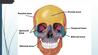 Chapter 7 Axial Skeleton