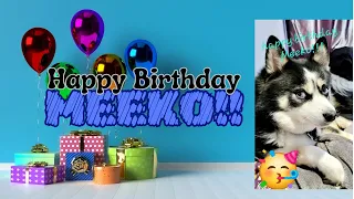 Meeko's Birthday!!!