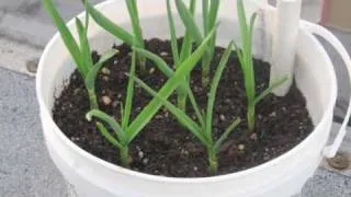 Planting Garlic in Containers