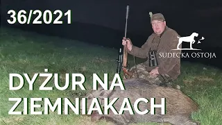 SUDECKA OSTOJA 36/2021. Polowanie na dziki z podchodu. Hunting wild boars.