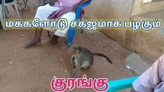 குரங்கு மக்களோட மக்களாக monkey together with people