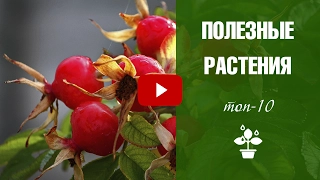 Полезные растения Топ-10 🌟 народные средства чистотел и крапива