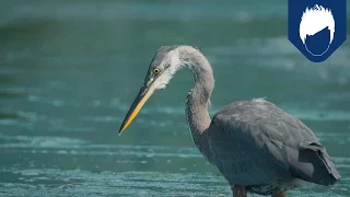 Herons Have a Secret Weapon for Catching Fish: the Deathblow | National Geographic