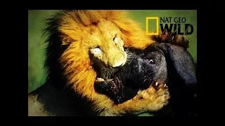 Nat Geo Wild - OVERCOME DEATH Bull Buffalo vs Lions - Documentary