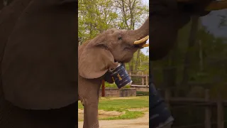 Elephant Ultrasounds & Updates! | Toledo Zoo