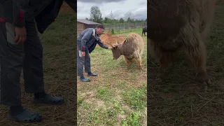 Олег гладит тибетского яка «Яну»