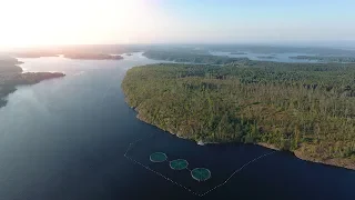 Карельская форель